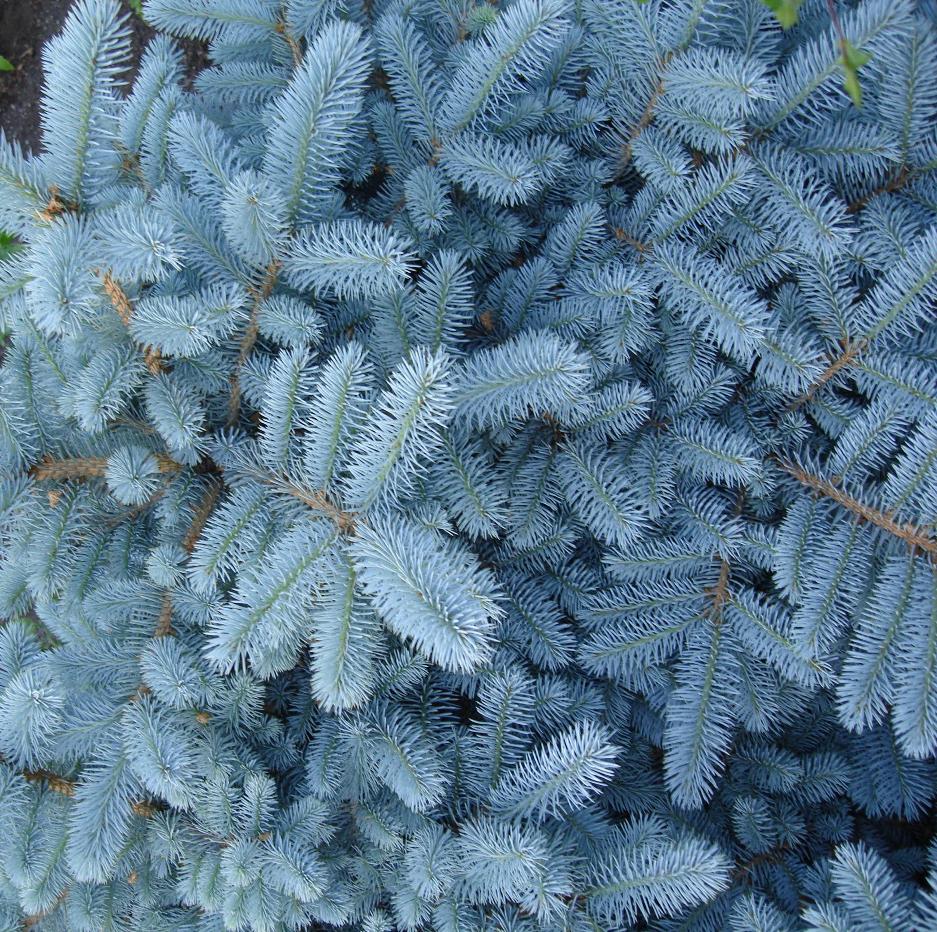 konchazaspa (23)