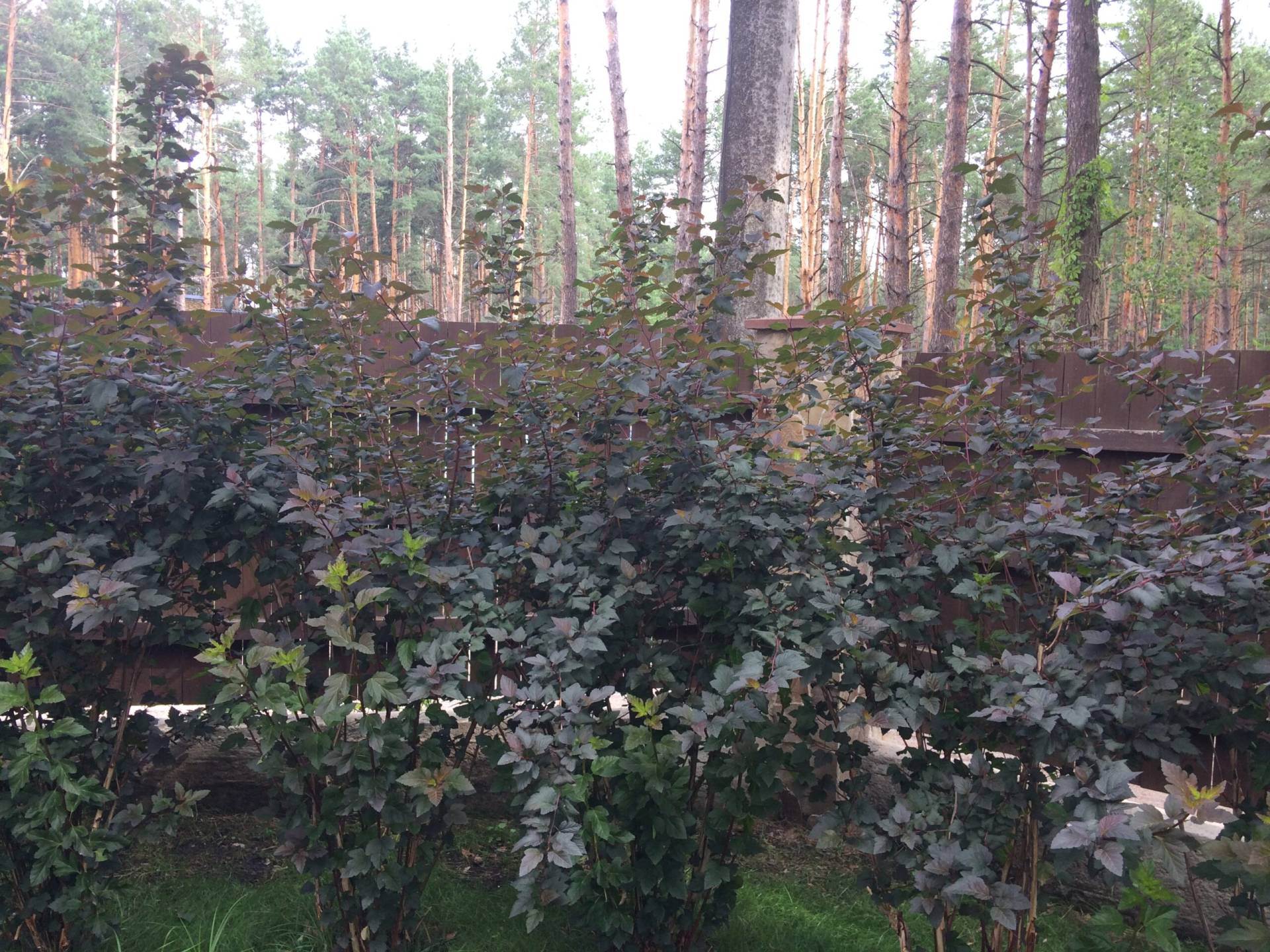 maetok (14)